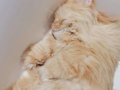 -藏猫猫咖啡主题馆(中央大道店)