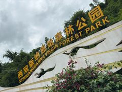 -西双版纳原始森林公园