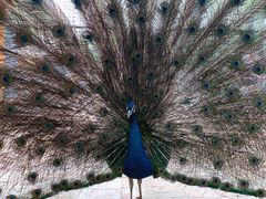 -长白岛森林公园