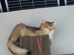 -COLOR PETS 撸猫馆·购猫·猫咖(长风大悦城店)
