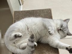 -瑞派康怡24h宠物医院·犬猫医疗中心·微创绝育(瑞景分院)
