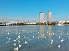 -台场海滨公园船码头