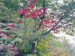 -崂山九水游览区