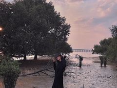 -宝安西湾红树林湿地公园