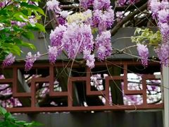 -嘉定紫藤园