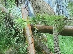 -青藏高原野生动物园