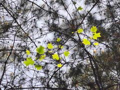 -铁山坪森林公园