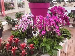 -荷兰花海