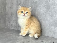 -小猫来了·猫舍(红山六九七九店)