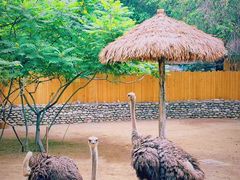 -北京野生动物园