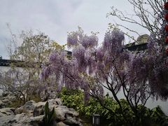 -上海滨江森林公园