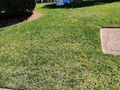 -墨尔本皇家植物园