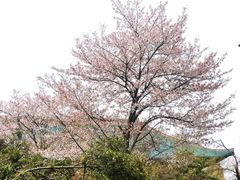 -武汉大学-樱园