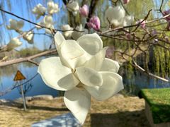 -大兴滨河森林公园