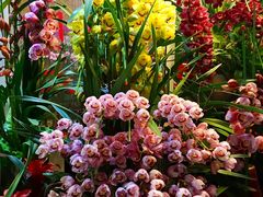 -双季花艺园艺市场(浦东店)