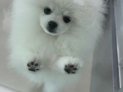 -关爱宠物医院·猫科中心·消化科(滨湖万达分院)