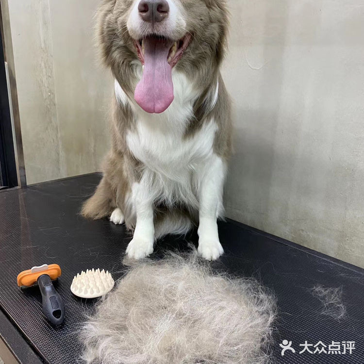 小佩真的是一家非常有爱的宠物洗护店呀～