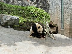 -都江堰中华大熊猫苑