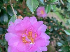 -中国科学院华南植物园