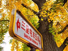 -三里屯东五街银杏大道