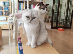 -MOYOYO猫咪咖啡店