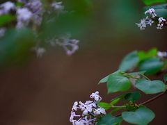 -深圳市中科院仙湖植物园