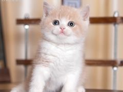 -小猫来了·猫舍(红山六九七九店)