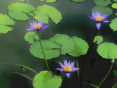 -国家植物园南园