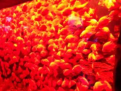 -多彩贵州城极地海洋世界