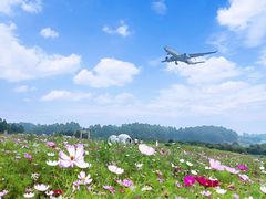 -空港花田景区