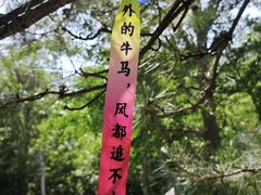 -北京鹫峰国家森林公园