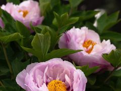 -国家植物园南园