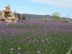 -羊亭河湿地公园