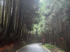 -武陵山森林公园