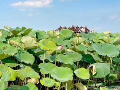 -荷塘月色湿地公园·向阳花洲