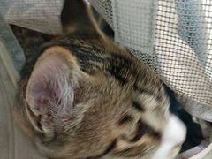 -汪喵宠物医院·骨科心脏影像·犬猫急重症ICU诊疗中心(成华分院)