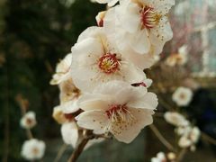 -北京鹫峰国家森林公园