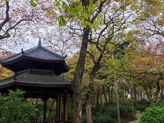 -金花茶公园
