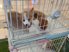 -可爱抓 COCO  GOTCHA(天津鹏欣水游城店)