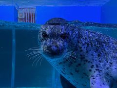 -海合安武汉极地海洋公园