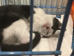 -猫的天空之城概念书店(杭州南宋御街店)