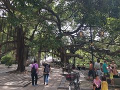 -小洲村