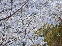 -杨高南路(地铁站)