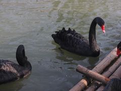 -合肥滨湖国家森林公园