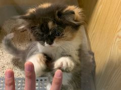 -平行世界·猫咖(首经贸店)