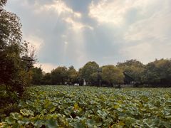 -西溪国家湿地公园