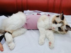 -瑞派天宁宠物医院·猫科·异宠中心