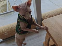 -藏猫猫咖啡主题馆(中央大道店)