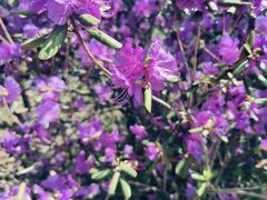 -黑龙江省森林植物园