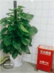 -P.STYLE派斯造型